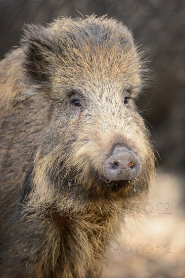Wild boar (Sus scrofa)