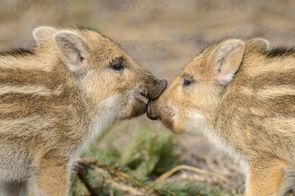 Wild boar (Sus scrofa)