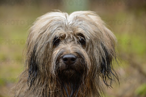 Gos d'Atura Catala or Catalan Sheepdog