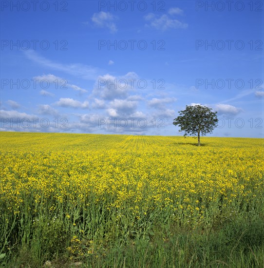 Solitary Walnut tree (Juglans regia) in a field of canola