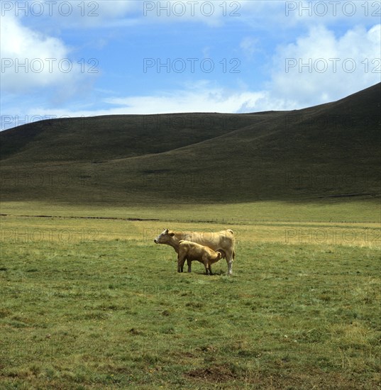 Cow and calf