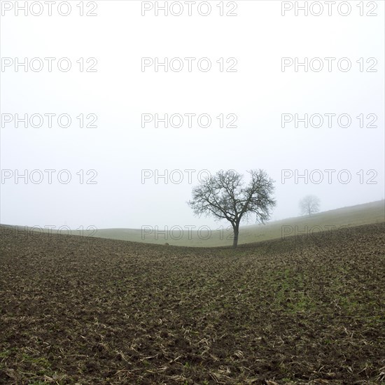 Solitary Walnut tree (Juglans regia)