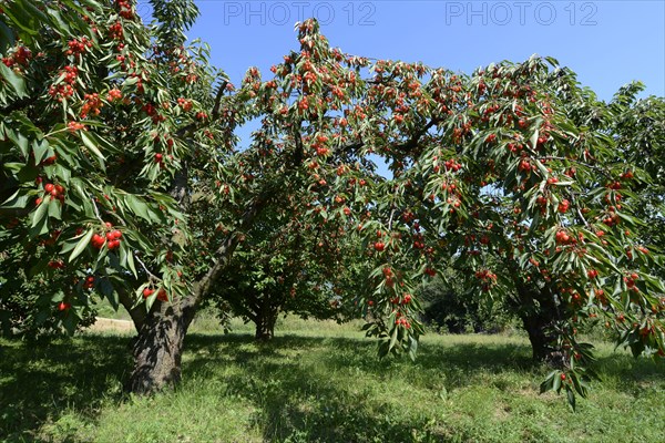 Cherry trees