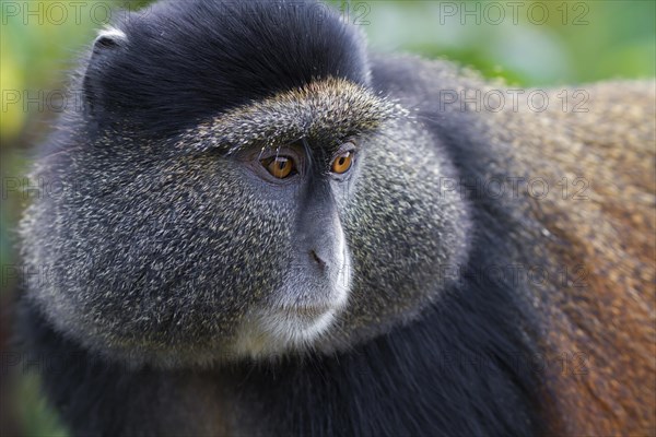 Golden Monkey (Cercopithecus kandti)