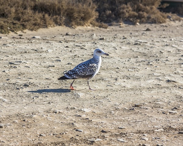 Lesser Black-backed Gull (Larus fuscus)