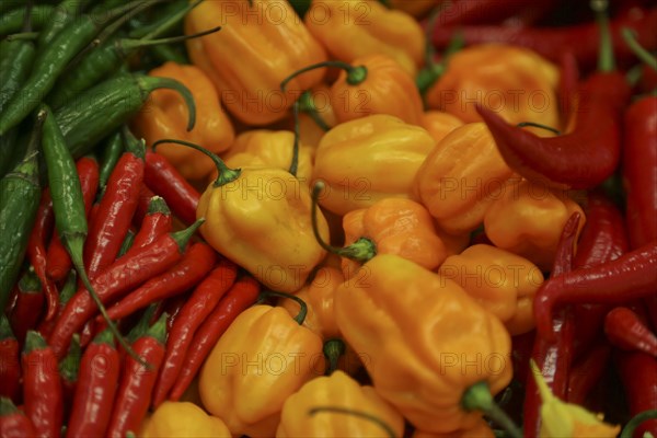 Habanero and others chillies at a stand at Fruit Logistica