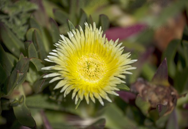 Ice Plant