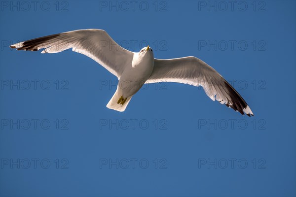 Mantled gull (Larus marinus) in flight