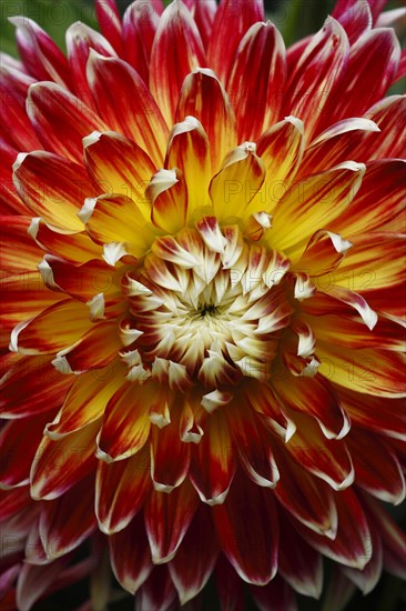 Dahlia 'Akita' (Dahlia 'Akita')