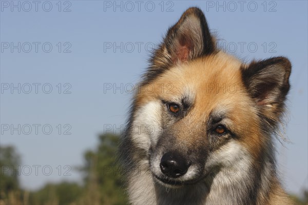 Harzer Fuchs mixed breed