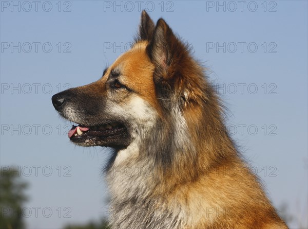 Harzer Fuchs mixed breed