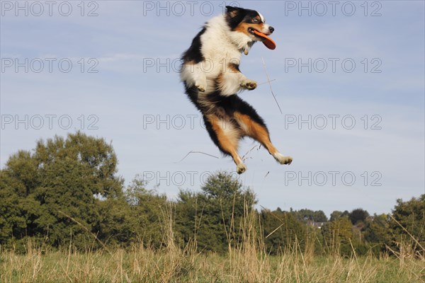 Australian Shepherd catching a frisbee