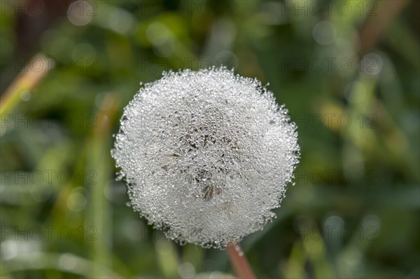 Dandelion (Taraxacum officinale)