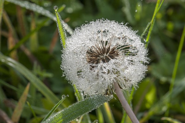 Dandelion (Taraxacum officinale)