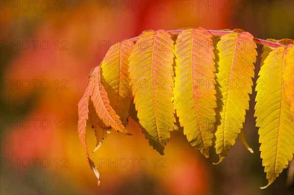 Staghorn Sumac (Rhus typhina)