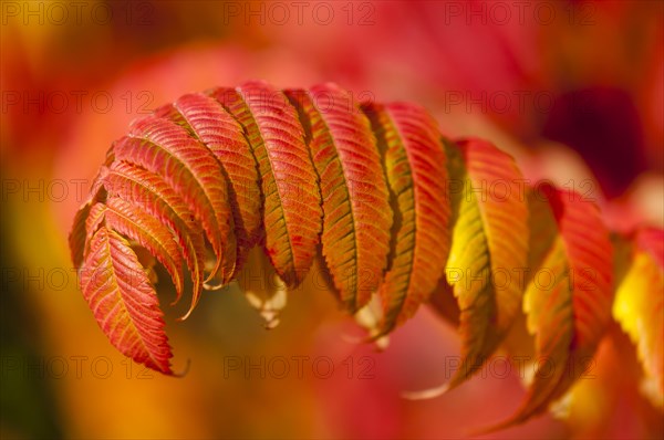 Staghorn Sumac (Rhus typhina)