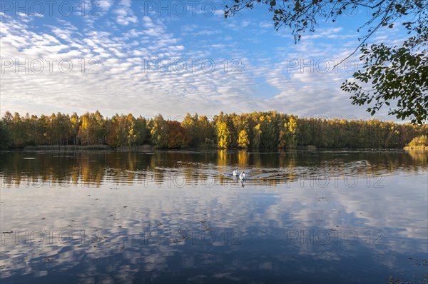 Autumn at Lake Lindensee in Moenchbruch Nature Reserve