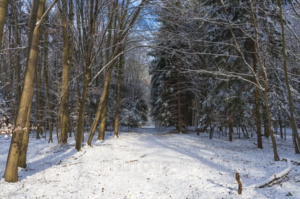 Snow-covered woodland path