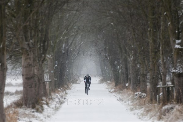 Mountain biker riding along a snowy tree-lined avenue