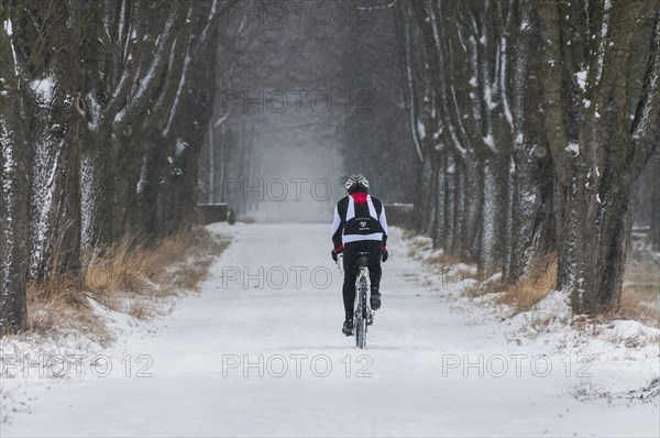 Mountain biker riding along a snowy tree-lined avenue