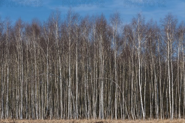 Birch plantation