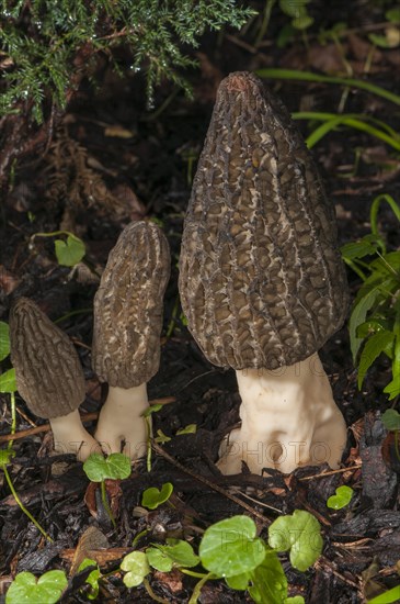 Black Morel (Morchella elata) on bark mulch