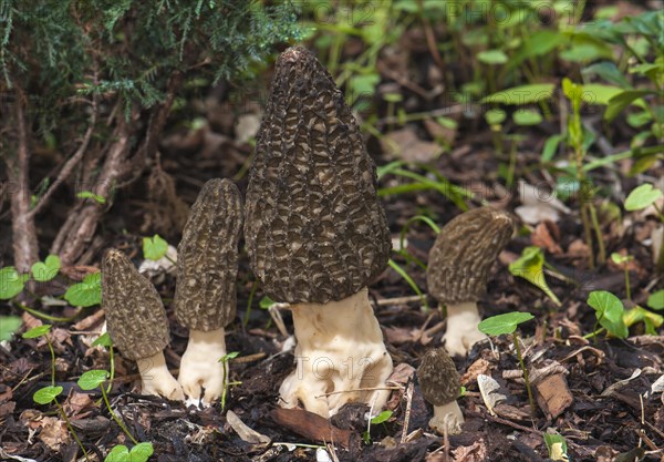 Black Morel (Morchella elata) on bark mulch