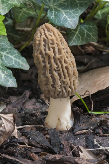 Black Morel (Morchella elata) on bark mulch