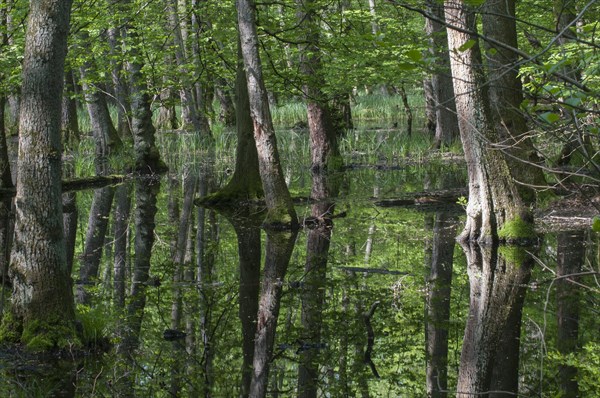 Alluvial forest in spring