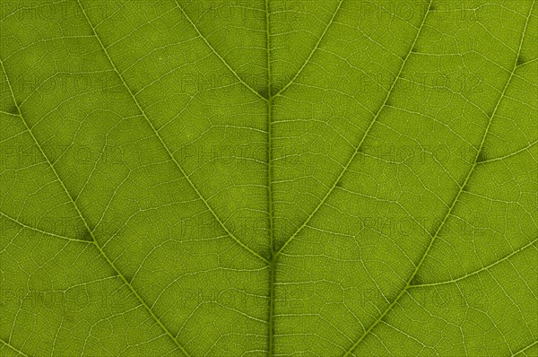 Leaf structure of a Large-leaved Lime (Tilia platyphyllos) in transmitted light