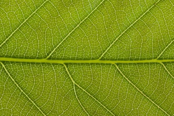 Leaf structure of a Sweet Chestnut (Castanea sativa) in transmitted light