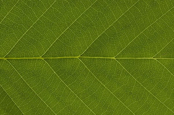 Leaf structure of a Hornbeam (Carpinus betulus) in transmitted light