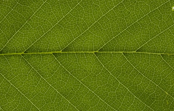 Leaf structure of a Field Elm (Ulmus carpinifolia) in transmitted light