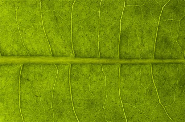 Leaf structure of a Dandelion (Taraxacum officinale) in transmitted light