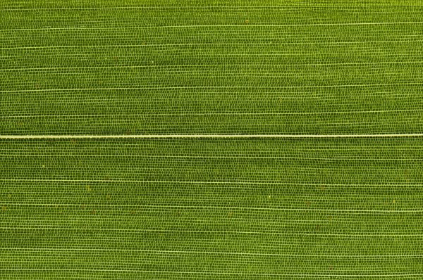 Leaf structure of Bamboo (Bambuseae) in transmitted light