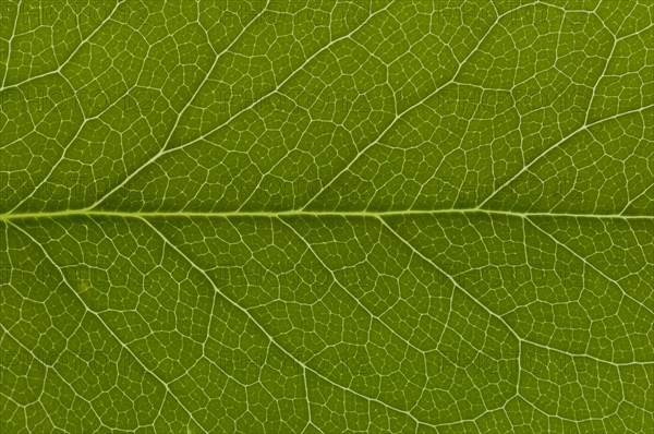 Leaf structure of Holly (Ilex sp.)