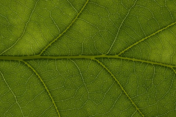 Leaf structure of an English Oak (Quercus robur)