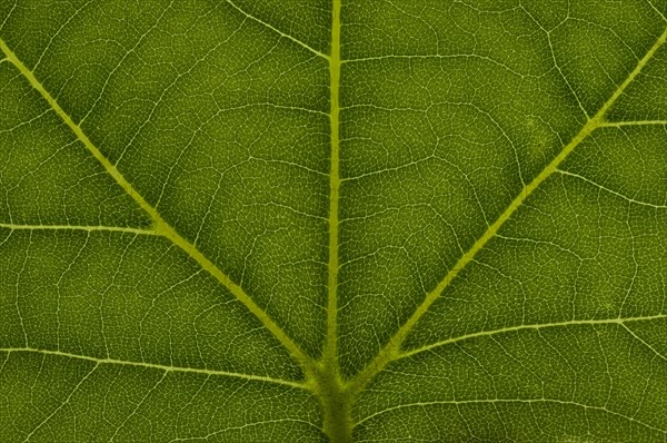 Leaf structure of a London Planetree