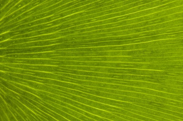 Leaf structure of a Ginkgo (Ginkgo biloba)