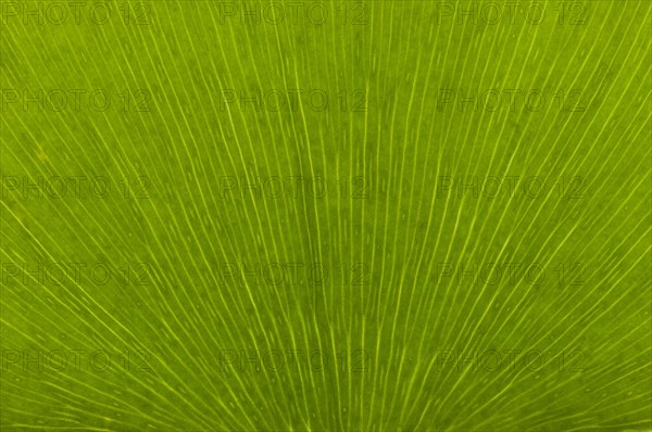Leaf structure of a Ginkgo (Ginkgo biloba)