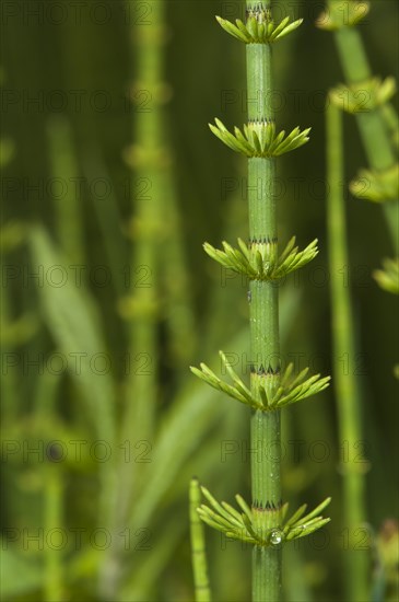 Swamp Horsetail (Equisetum fluviatile)