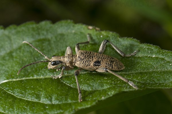 Blackspotted Pliers Support Beetle (Rhagium mordax) on a Stinging Nettle leaf (Urtica dioica)