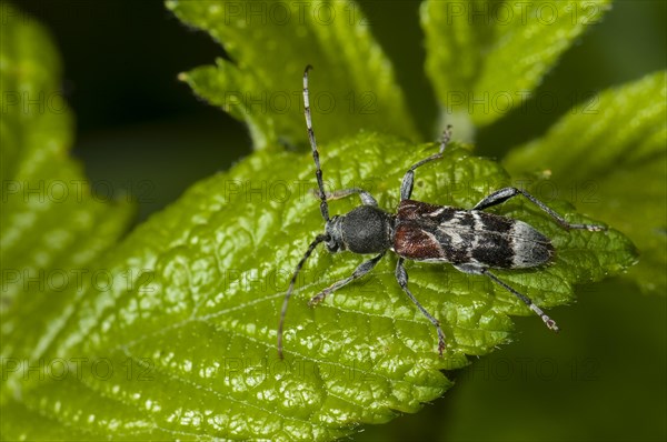 Rufous-shouldered Longhorn Beetle (Anaglyptus mysticus)