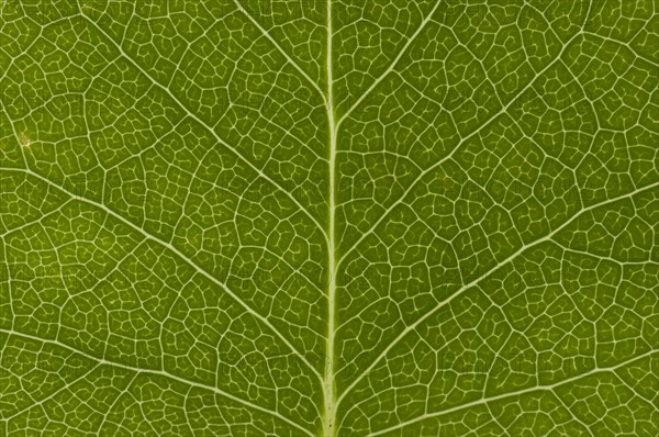 Leaf structure of the Tulip Tree (Liriodendron tulipifera)