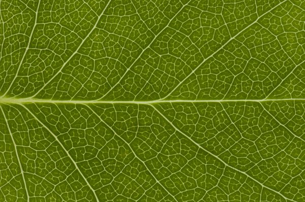 Leaf structure of the Tulip Tree (Liriodendron tulipifera)