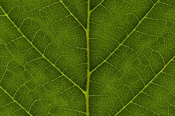 Leaf structure of the Common Horsechestnut (Aesculus hippocastanum)