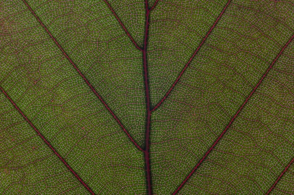 Leaf structure of the Copper Beech (Fagus sylvatica f. purpurea)