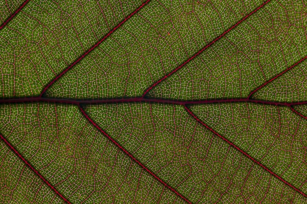 Leaf structure of the Copper Beech (Fagus sylvatica f. purpurea)