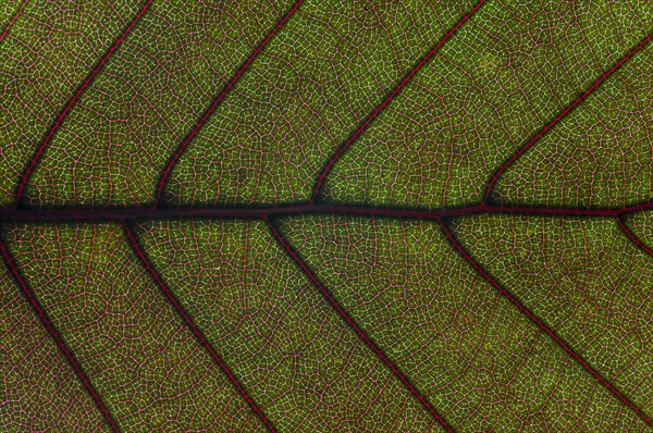 Leaf structure of the Copper Beech (Fagus sylvatica f. purpurea)