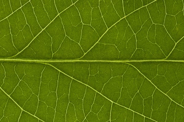 Leaf structure of the Black Elderberry (Sambucus nigra)